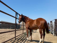 Del Gallos Playgirl - Thumbnail 6