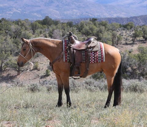 TRF Mr Banjo - Photo 1