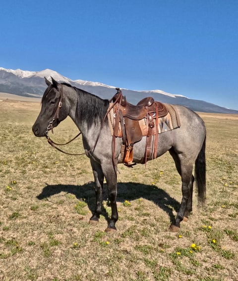 Cherokee - Photo 1
