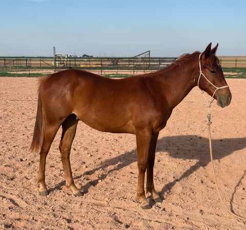 MLC Elrey Rose - Photo 1