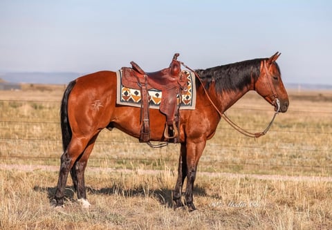 RTR Starlight Style
