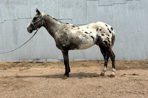 Frankie - Photo 1