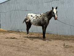 Frankie - Thumbnail 3