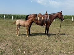 Sadie and Flint - Thumbnail 1
