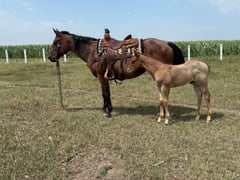 Sadie and Flint - Thumbnail 2