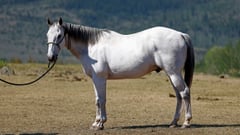 DE Bullys Frosty Sun - Thumbnail 1
