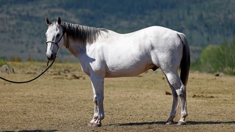 DE Bullys Frosty Sun - Photo 1