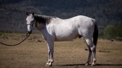 DE Bullys Frosty Sun - Thumbnail 2