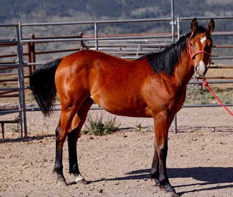 DE Spur Dashin Frost - Photo 1