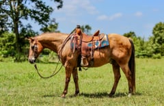 Abbots Hosea Cuervo - Thumbnail 3