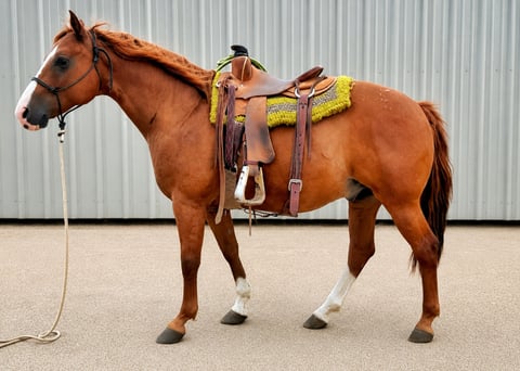 Chisum - Photo 1