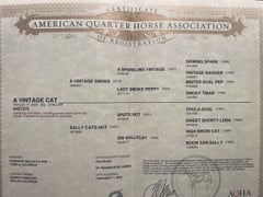 A Vintage Cat - Thumbnail 5