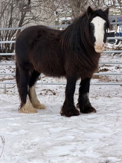 North Forks Woolly Mammoth’s Luna - Thumbnail 12