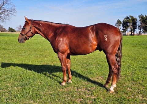 Hollys Gunsmoke - Photo 1
