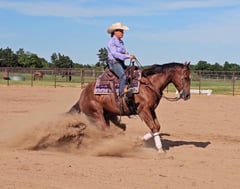 Hollys Gunsmoke - Thumbnail 5