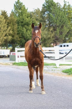 Hot Redwood Kat - Thumbnail 6