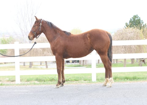Hot Redwood Kat - Photo 1