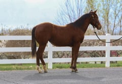 Hot Redwood Kat - Thumbnail 7