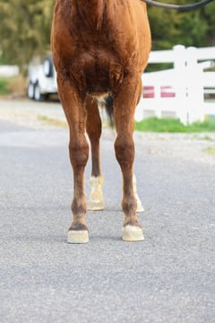 Hot Redwood Kat - Thumbnail 4