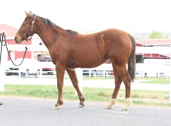 Hot Redwood Kat - Thumbnail 3