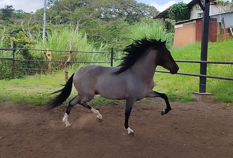 Consentido - Photo 1