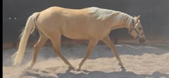 Wild Freckles Dart - Thumbnail 7