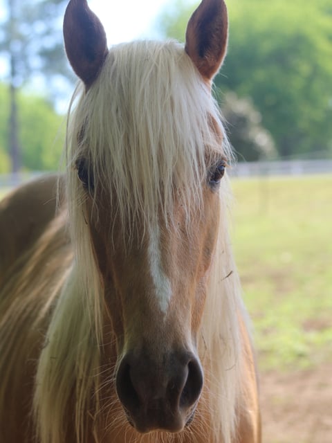 Ms Peppy Priss - Thumbnail 1