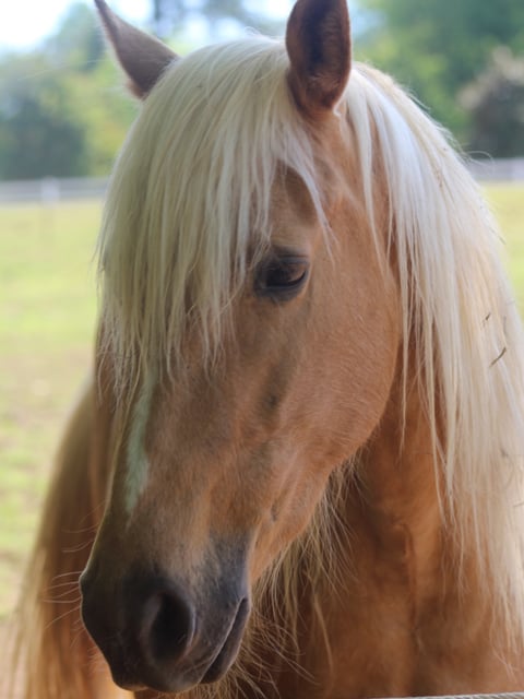 Ms Peppy Priss - Thumbnail 2