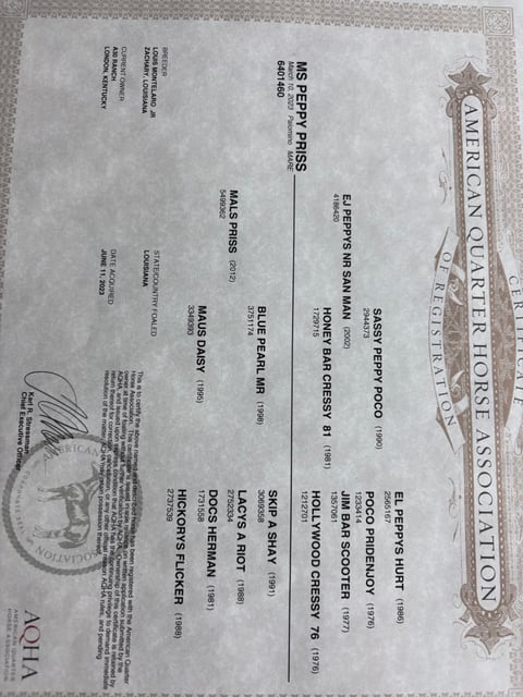 Ms Peppy Priss - Thumbnail 4