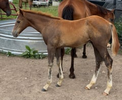 AQHA pending - Thumbnail 1