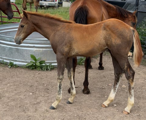 AQHA pending