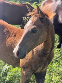 AQHA pending - Thumbnail 5