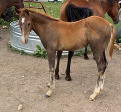 AQHA pending - Thumbnail 3