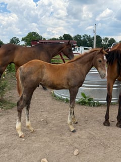 AQHA pending - Thumbnail 2