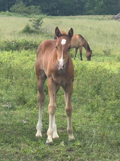 AQHA pending - Thumbnail 6