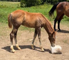 AQHA pending - Thumbnail 4