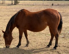 AQHA pending - Thumbnail 8