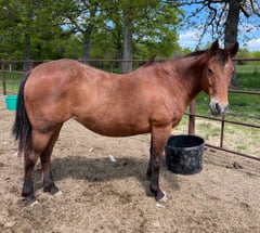 AQHA pending - Thumbnail 9