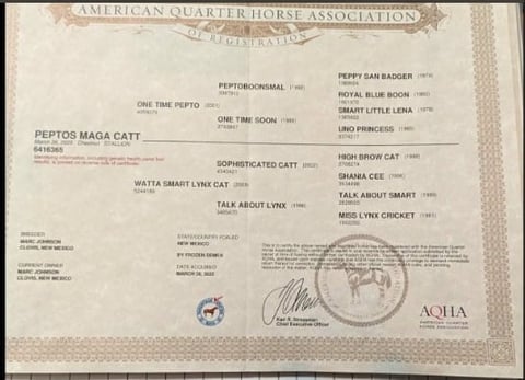 PEPTOS MAGA CATT