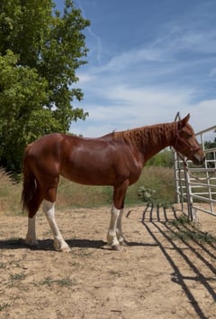 Roxy - Thumbnail 2