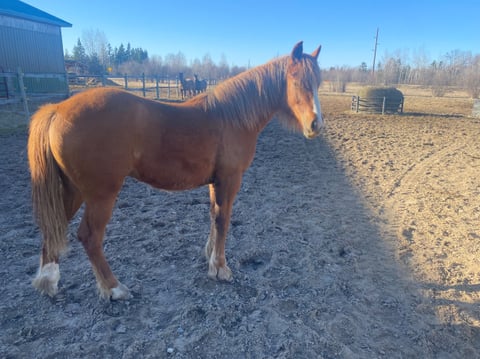 Hunka Burn Sassy Mae - Thumbnail 2