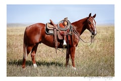 BOONEY OUTLAW - Thumbnail 2