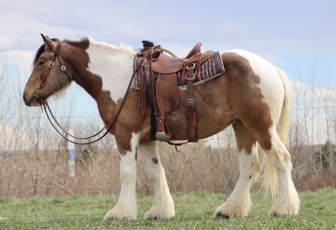 Patience Maggie - Thumbnail 2