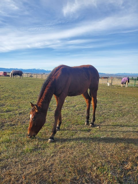 Lenadunitincheyenne - Thumbnail 1