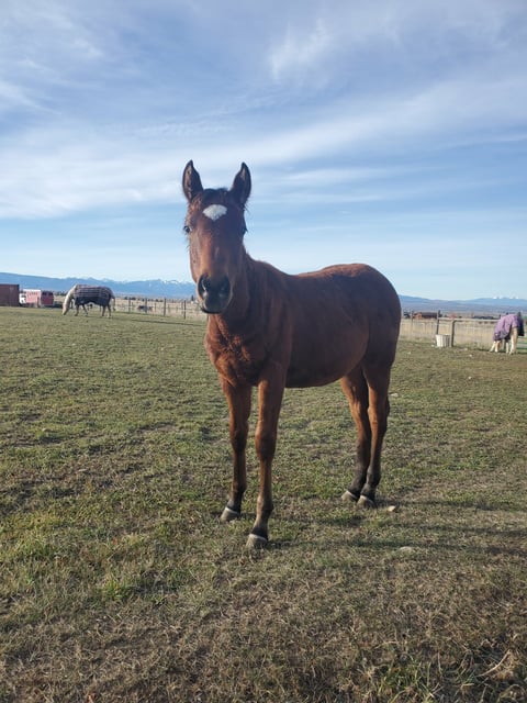 Lenadunitincheyenne - Thumbnail 2