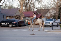 THE TRUCKLE MAN - Thumbnail 4