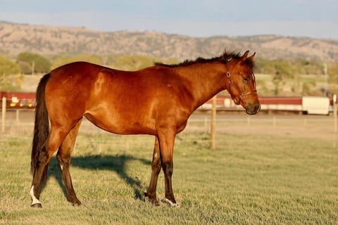 COWGIRLS WONDER - Photo 1