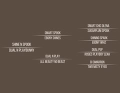 HESA SHINEY BUNNY - Thumbnail 3