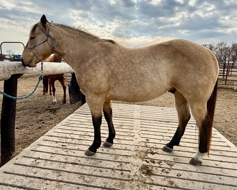 BLACKBURNS OAK FROST - Thumbnail 3