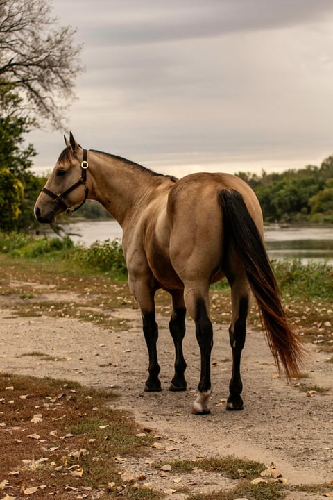 BLACKBURNS OAK FROST - Thumbnail 5